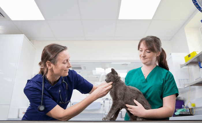 Read more about the article Emergency Preparedness for Pets: Why a Canine Emergency Kit is Crucial