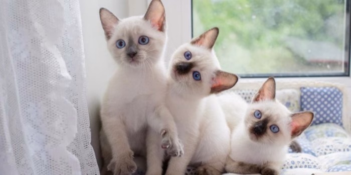 Popular Types of Siamese Mix Cats e1730610390419