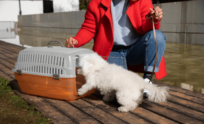 Read more about the article Tips for Shipping a Dog Without Stress