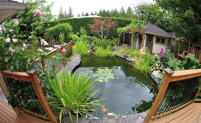 Read more about the article How Can You Build a Cat Friendly Water Garden