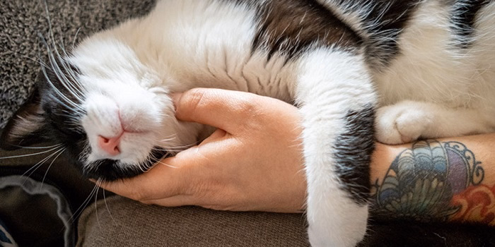 Symbolism of Traditional Cat Tattoos