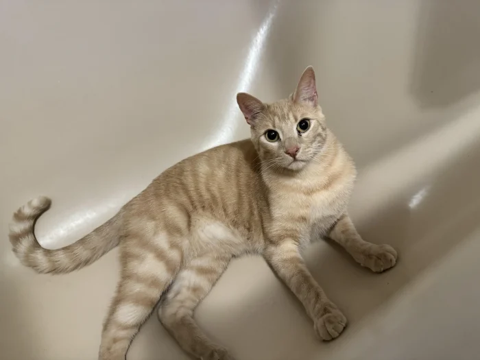 The Cream Tabbys Unique Coat scaled e1730524738203