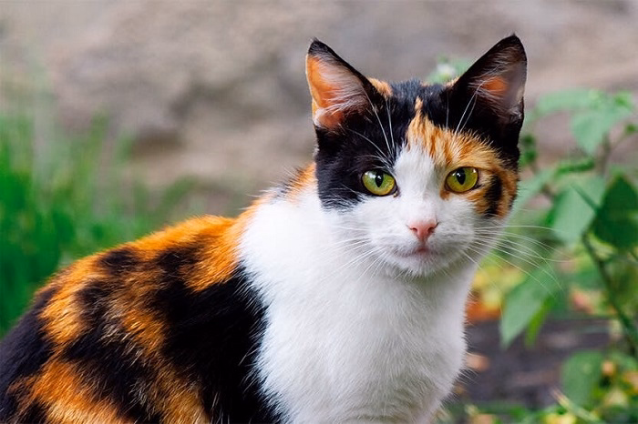 What is a Calico