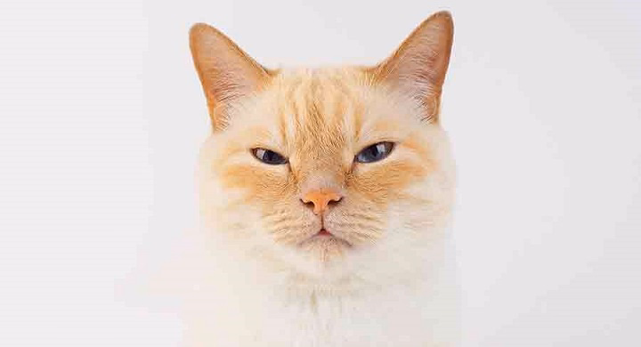 You are currently viewing The Gentle and Affectionate Personality of Cream Tabby Cats