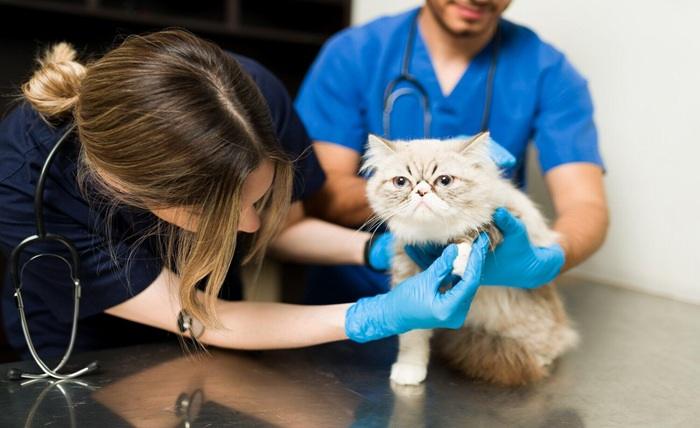 You are currently viewing Top 8 Benefits of Choosing Mobile Vet Services for Your Pets