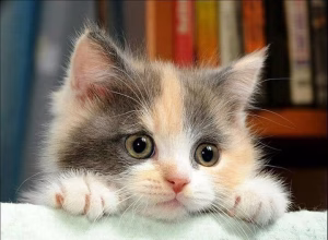 Read more about the article Dilute Calico Kittens A Rare Feline With Rare Beauty