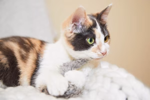Read more about the article Learn All About Dilute Calico Kittens! Genetics, Personality Traits & Why They Are Rare