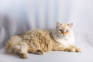 Read more about the article Flame Point Ragdoll The Rare and Stunning Feline