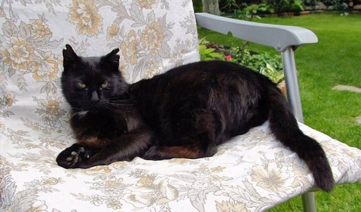 You are currently viewing Rare Ghost Black Tabby Cats and Their Subtle Hidden Stripes