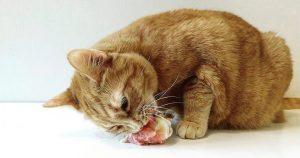 Read more about the article What You Need to Know If Your Cat Ate Chicken Bones