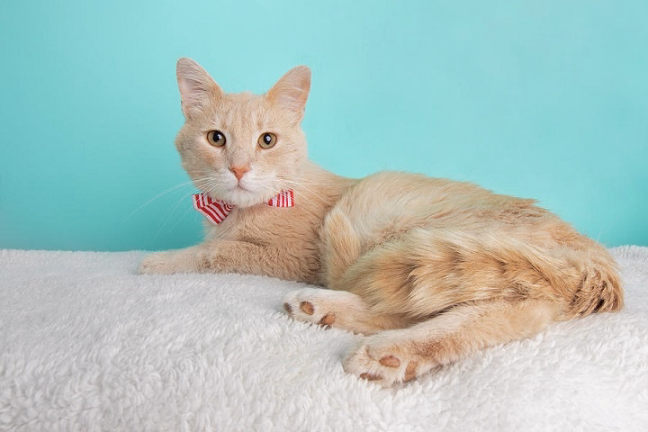 You are currently viewing The Graceful Charm and Personality of Pale Cream Tabby Cats