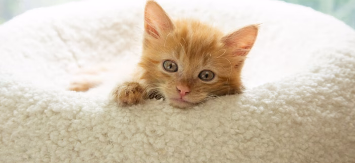 Are Big Nosed Cats Healthy e1734849143807