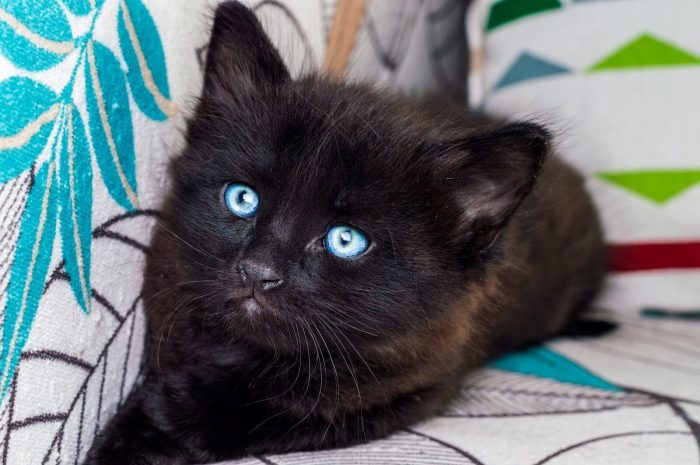 Caring for Black Cats with Blue Eyes e1733890445599