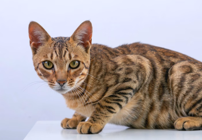 Caring for a Bengal Tabby Mix e1734157288969