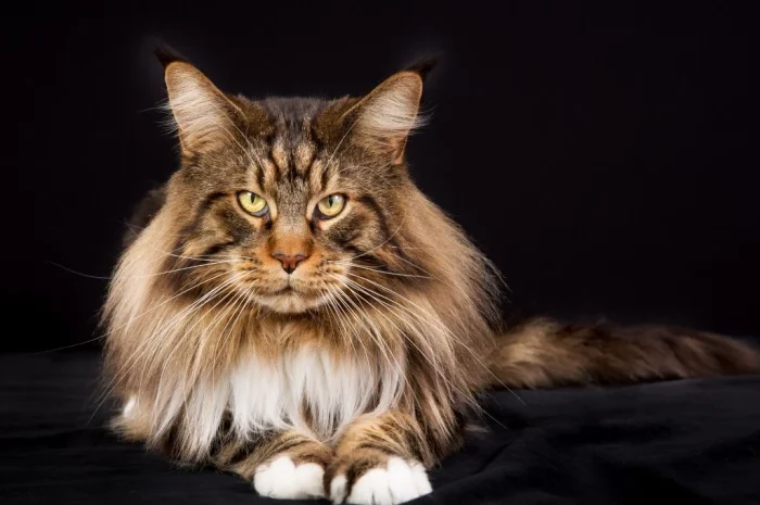 Caring for a Full Grown Blue Maine Coon e1733548534761