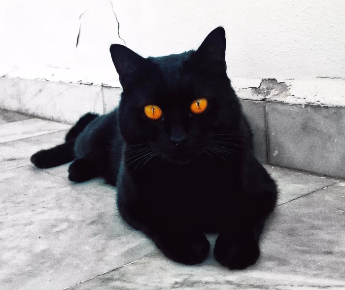 Coat Pattern and Genetics e1733215947991