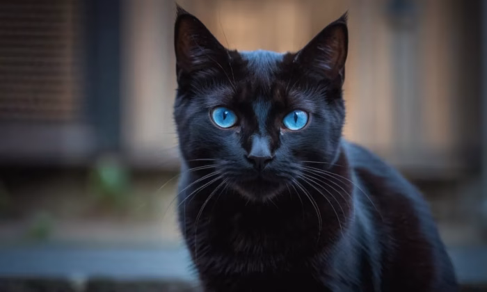 Do Black Cats with Blue Eyes Exist e1733890374587