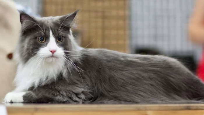 How Much Does a Maine Coon Cat Cost e1734149926525
