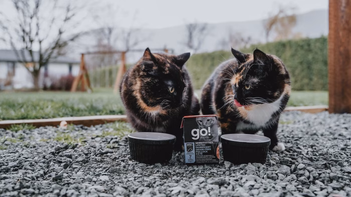 How to Strengthen a Bond Between Cats e1734411960197