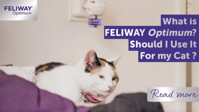 How to Use Feliway Products Effectively e1734411421967