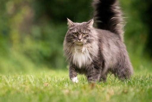 Maine Coon Cat Pictures1 Custom