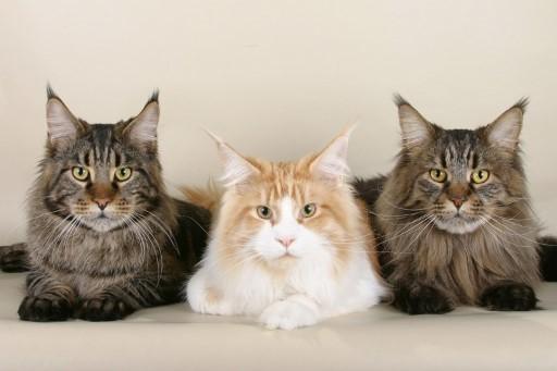 Maine Coon Cat Pictures10 Custom