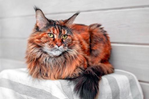 Maine Coon Cat Pictures11 Custom