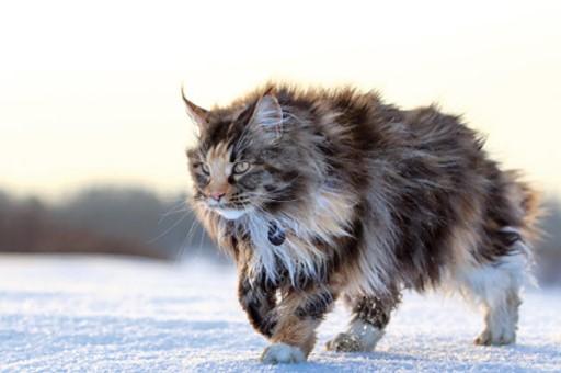 Maine Coon Cat Pictures12