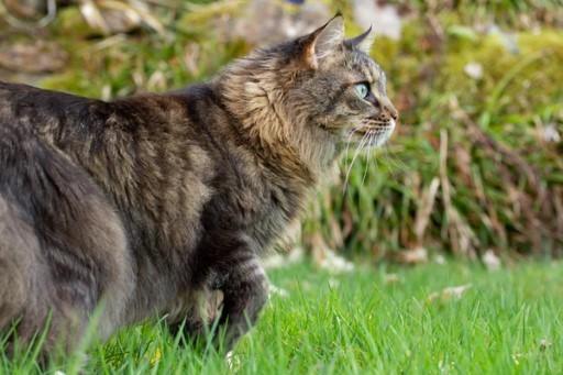 Maine Coon Cat Pictures13 Custom