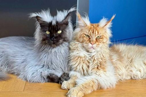 Maine Coon Cat Pictures16