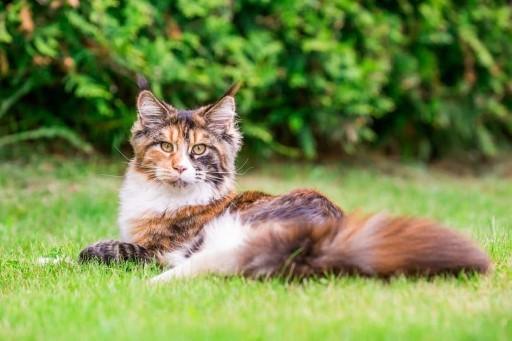 Maine Coon Cat Pictures17