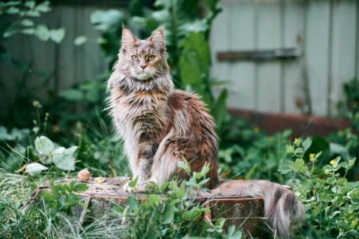 Maine Coon Cat Pictures20