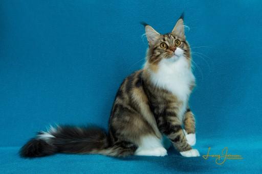 Maine Coon Cat Pictures22