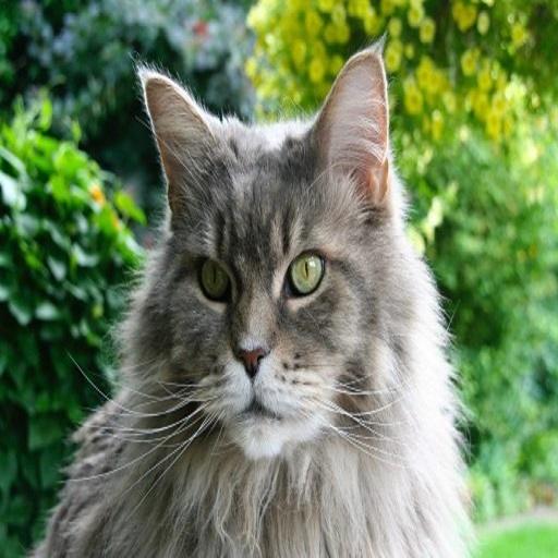 Maine Coon Cat Pictures24 Custom