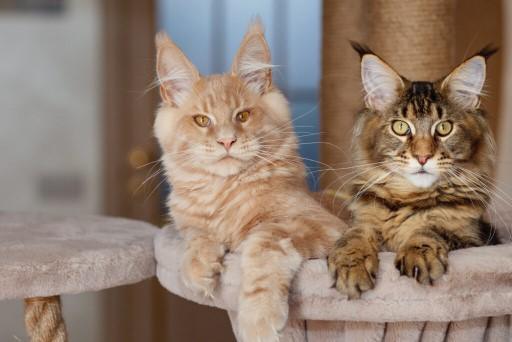 Maine Coon Cat Pictures28