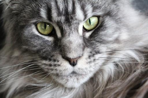 Maine Coon Cat Pictures3