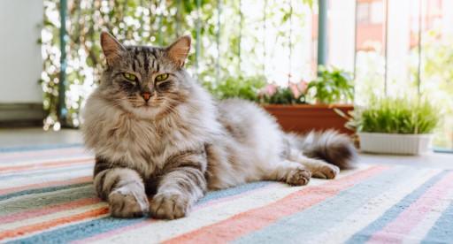 Maine Coon Cat Pictures30