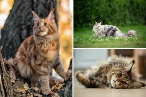 Maine Coon Cat Pictures31