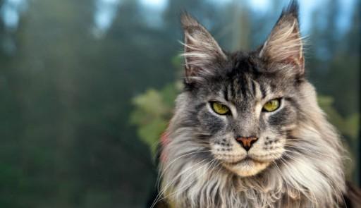 Maine Coon Cat Pictures34