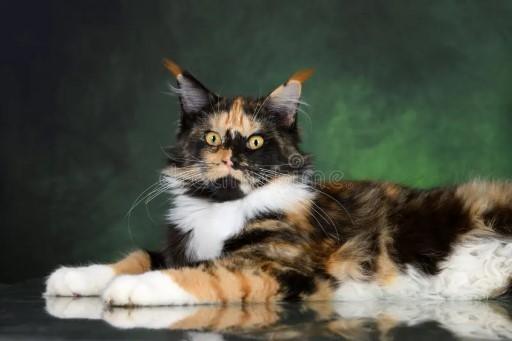 Maine Coon Cat Pictures38 Custom