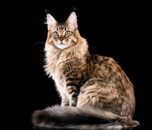 Maine Coon Cat Pictures4