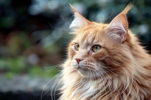Maine Coon Cat Pictures40 Custom