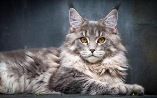 Maine Coon Cat Pictures49 Custom