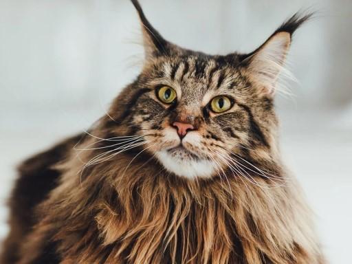 Maine Coon Cat Pictures5 Custom