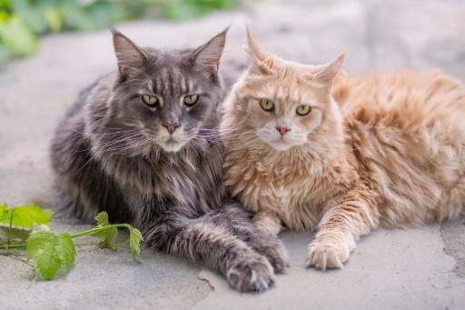Maine Coon Cat Pictures50
