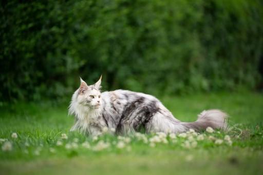 Maine Coon Cat Pictures7 Custom