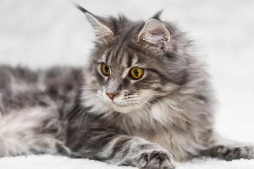 Maine Coon Cat Pictures8