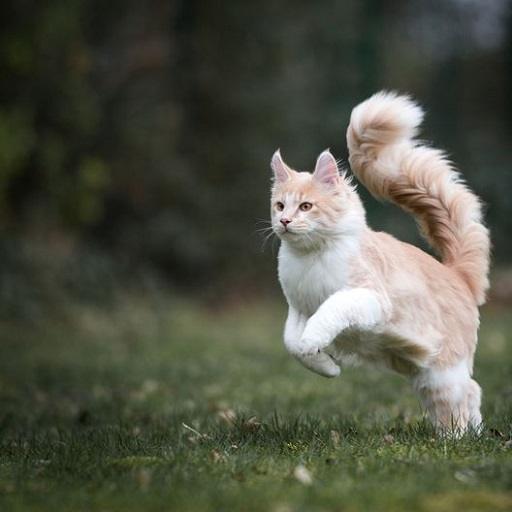 Maine Coon Cat Picturesgfhh