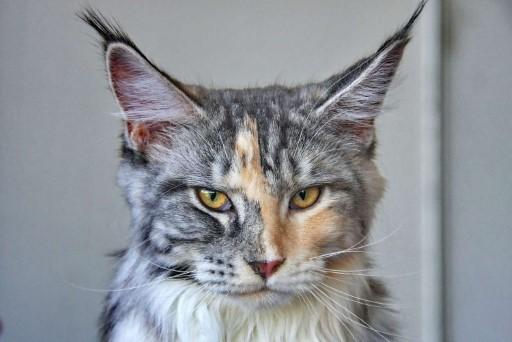 Maine Coon Grey Cats10