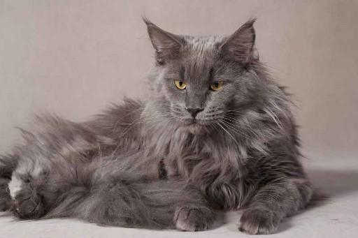 Maine Coon Grey Cats11